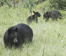 Black Bear // (c) 2011 Travel Alberta